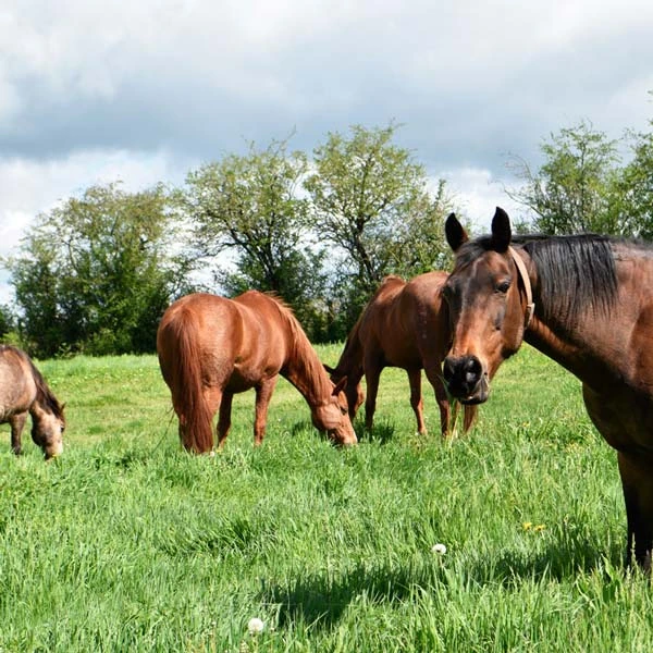 Pension pour chevaux à Le Breuil, Allier